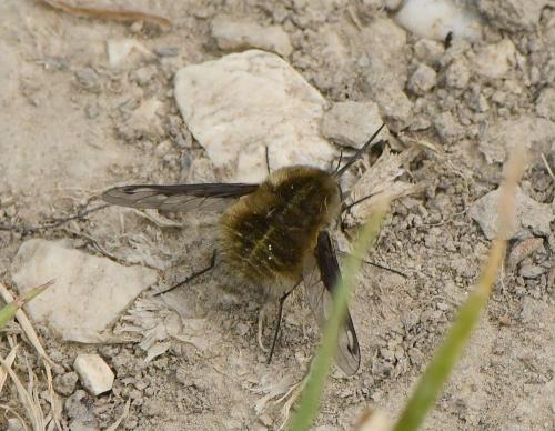Bombylius fimbriatus